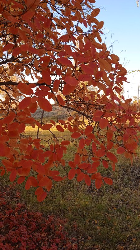 прекрасный октябрь - Елена Шаламова
