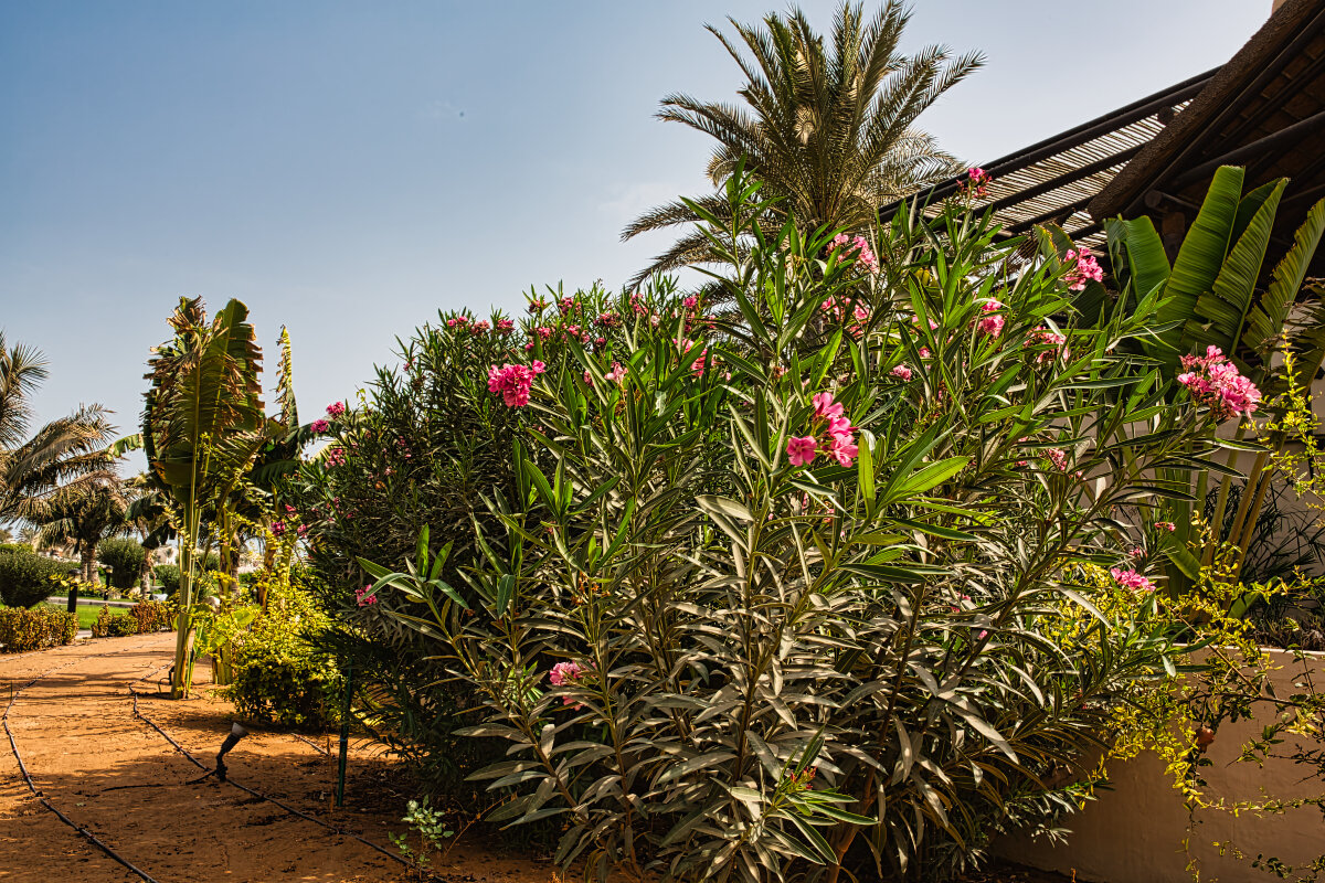 UAE 62 - Arturs Ancans