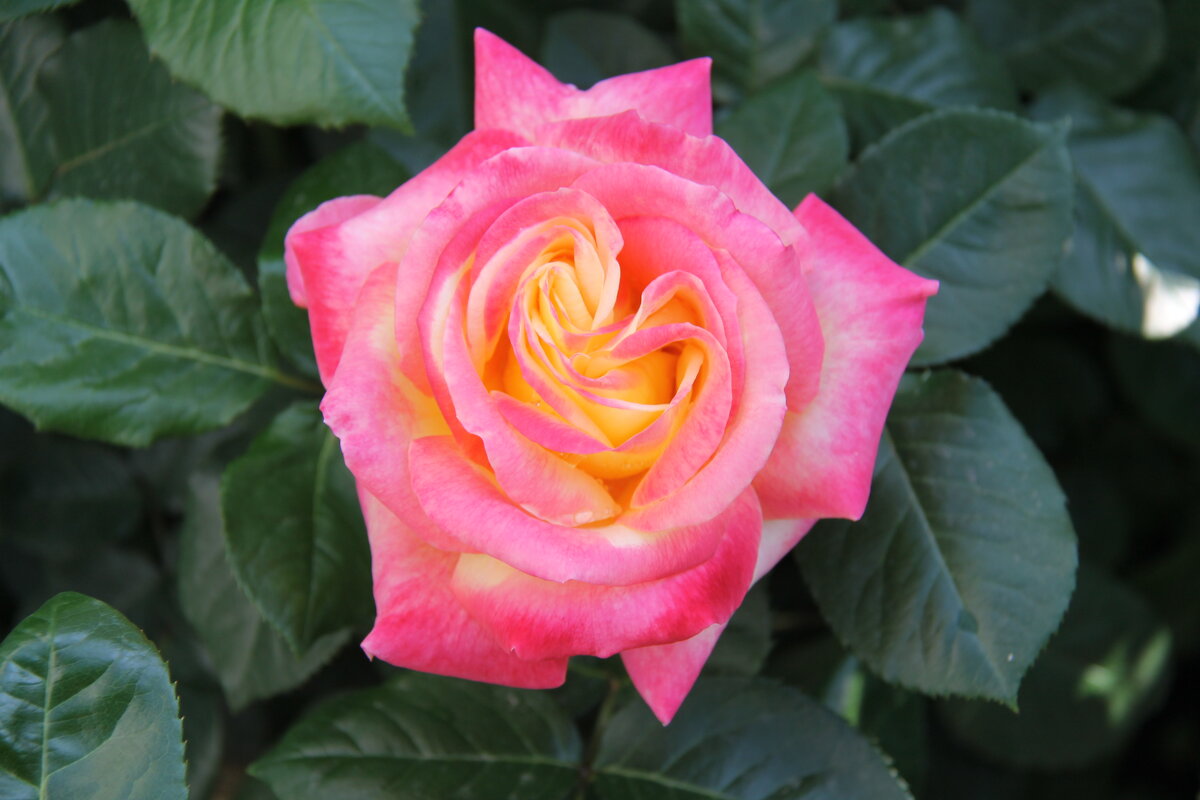 РОЗА - ТЫ ЦВЕТОВ ЦАРИЦА! - Валентина 