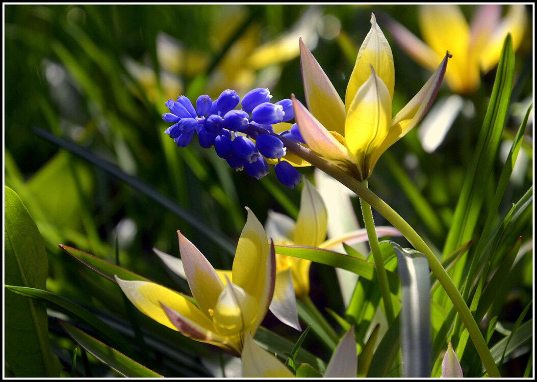 Мускари - Aleksandr Gal