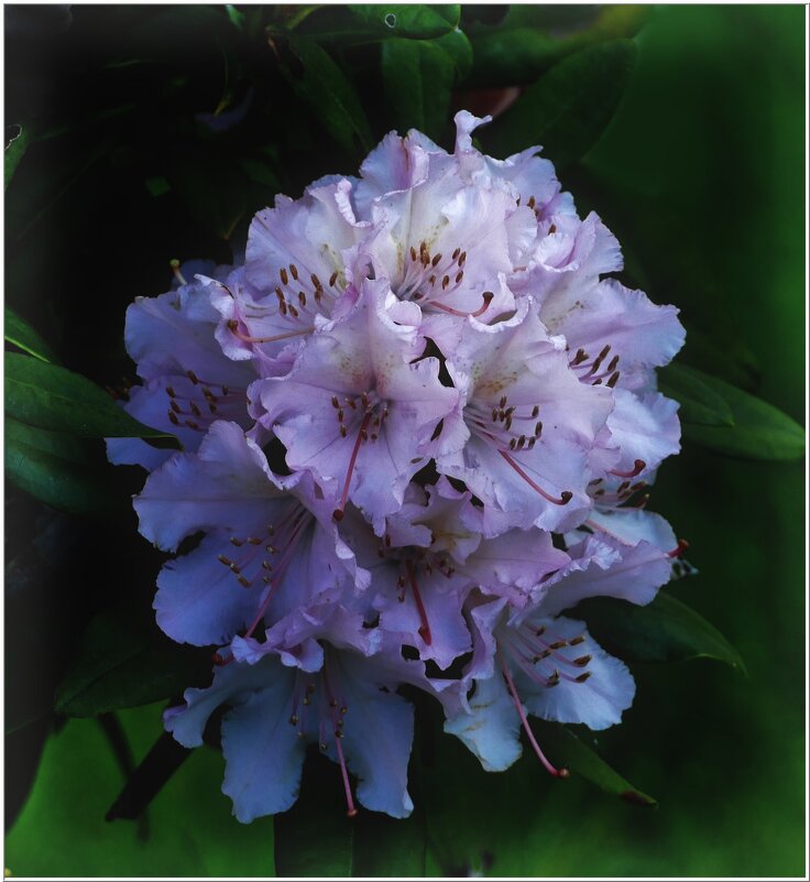 НЕВЕСТА... - Elvira E. 