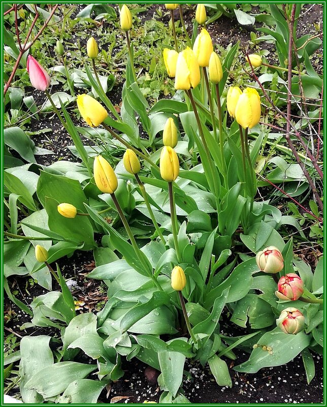 Тюльпан — даёт салют весне! - Ольга Довженко