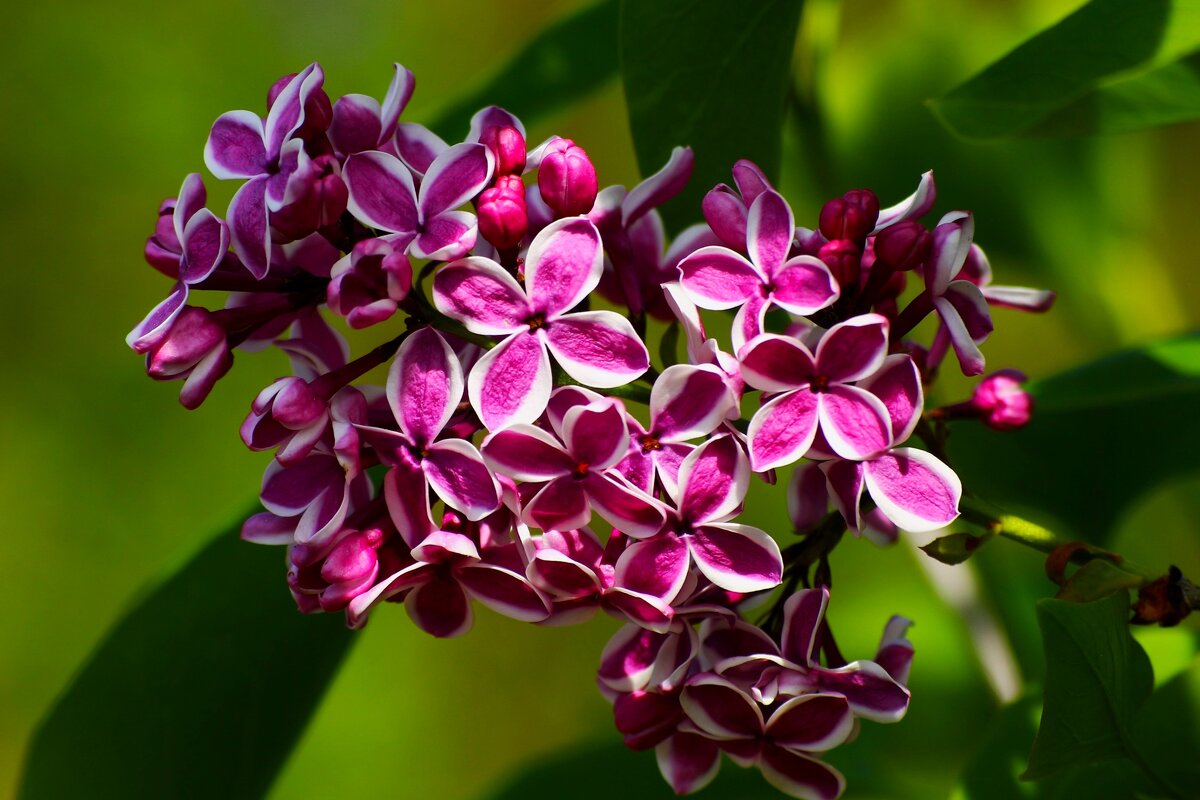 Доброе утро - Юрий. Шмаков