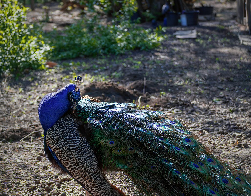 *** - Игорь Протасов