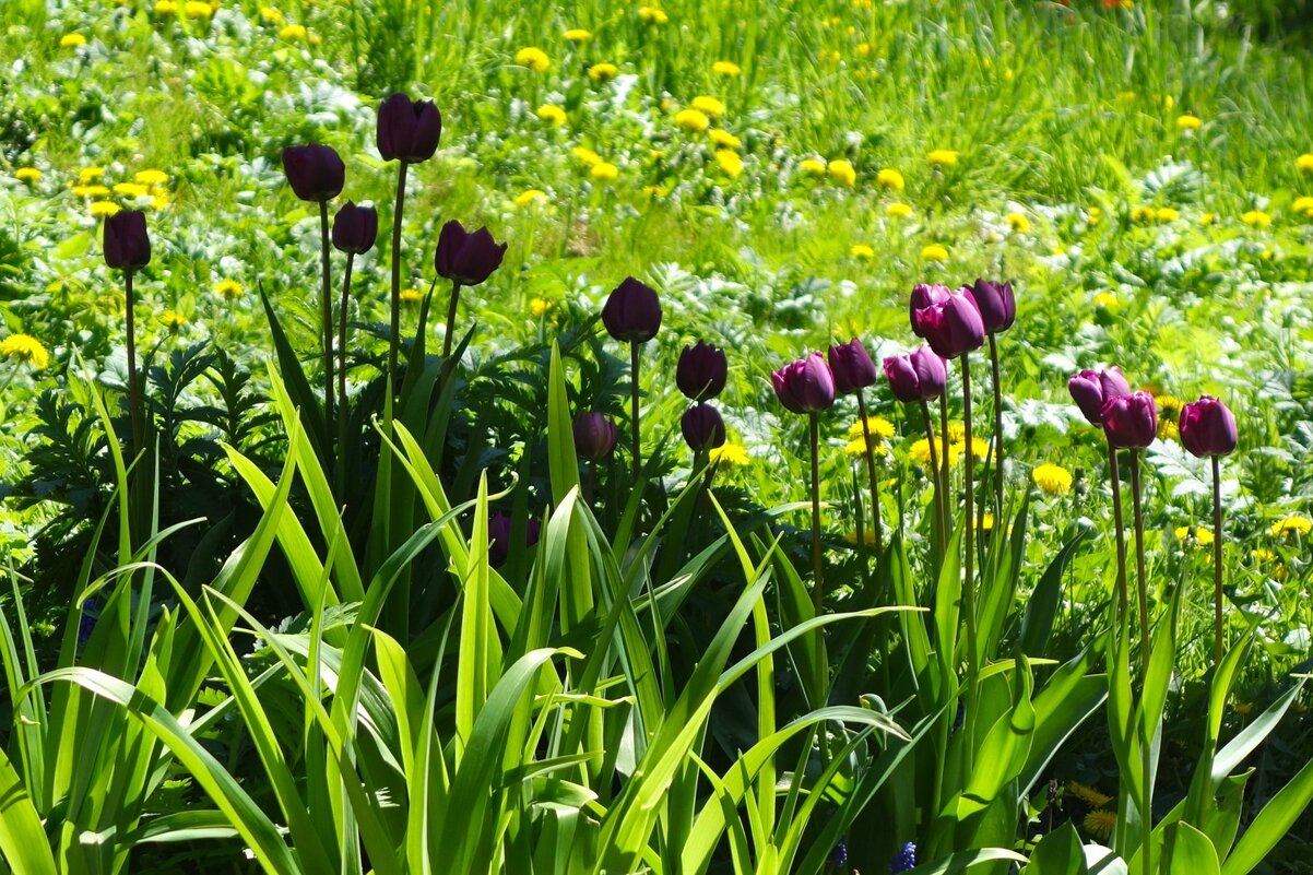 Тюльпаны - Рита Симонова