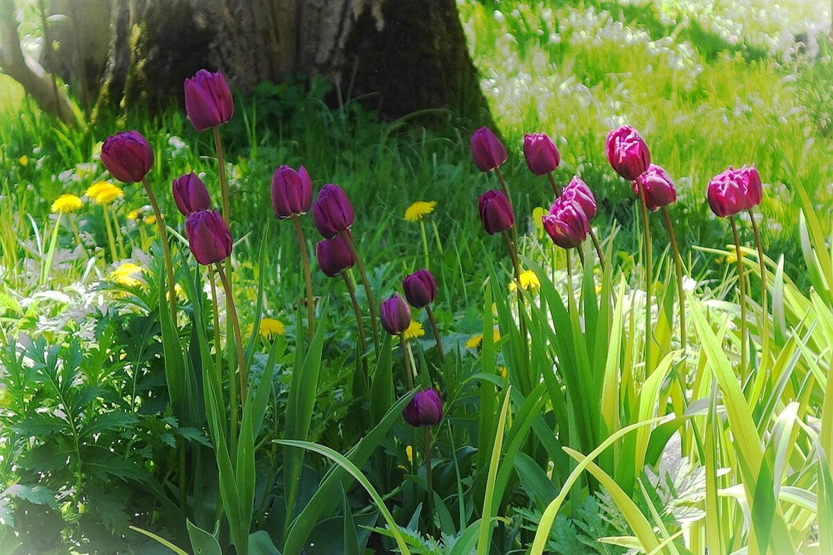 Тюльпаны - Рита Симонова