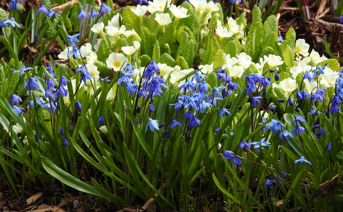 весенние зарисовки - ИННА ПОРОХОВА