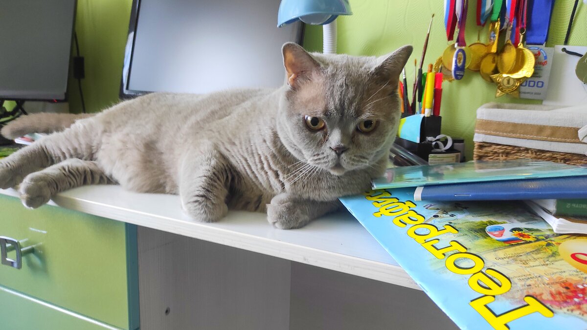 Кот учёный) - Татьяна Лютаева