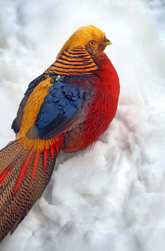 золотой фазан - Михаил Бибичков