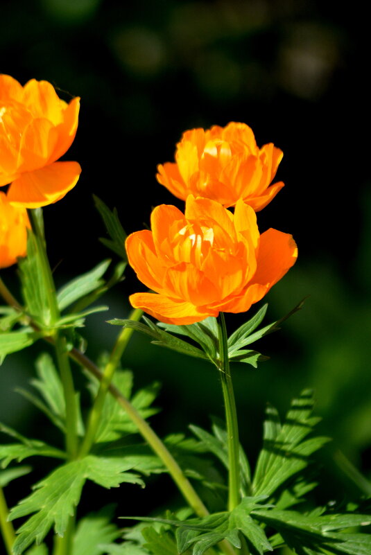 Купальница ( у нас её называют Огоньки) - Татьяна Лютаева