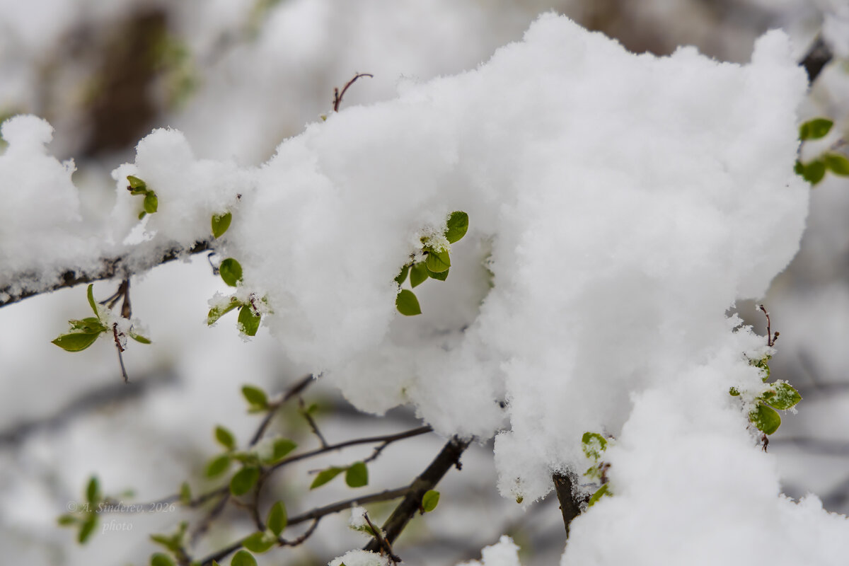 Снежное макро апреля - Александр Синдерёв