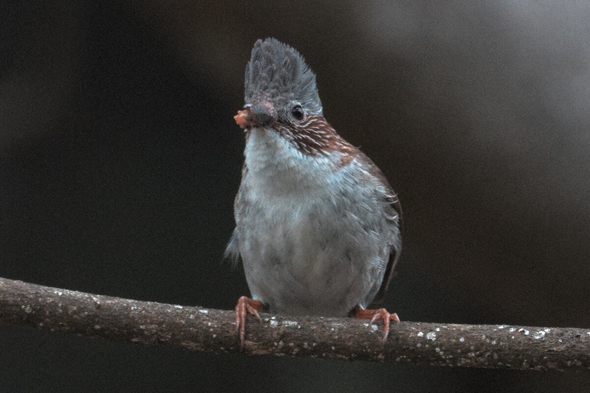 Индокитайская юхина - Yudong Liu