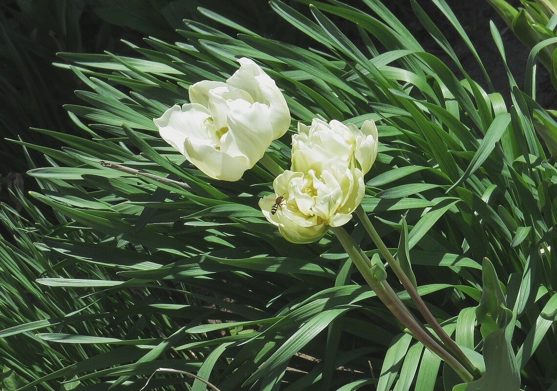 Весенний ветер - Natali 