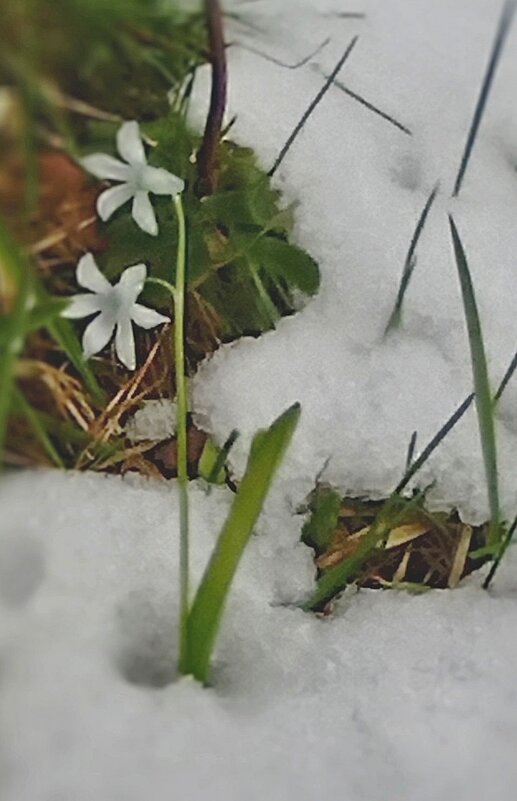 Вот и кончился апрель! - veilins veilins