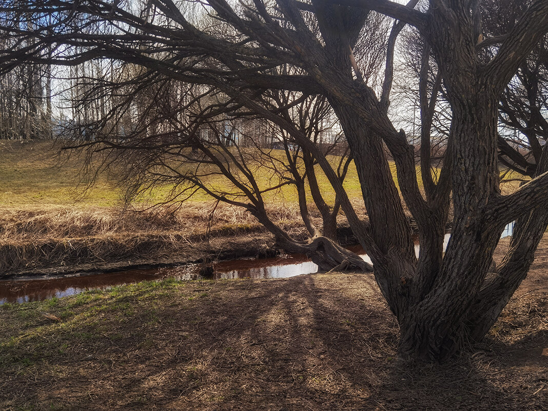 Дерево над Муринским ручьём. - Лилия *