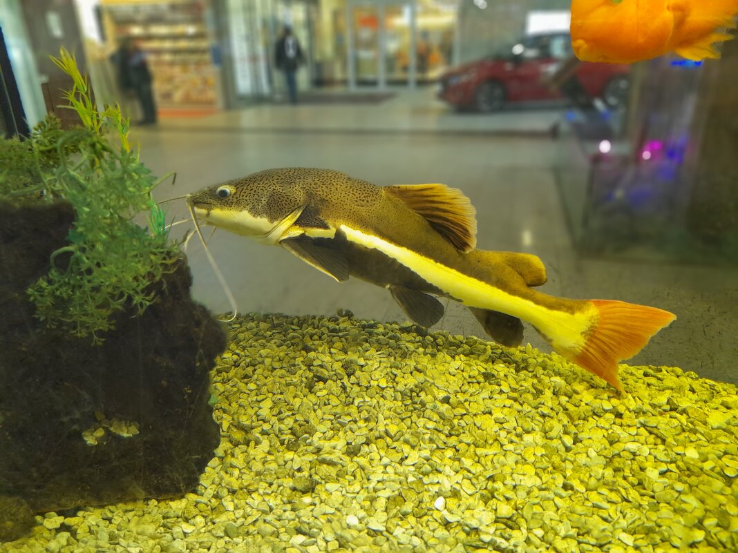 краснохвостый сом - linnud 