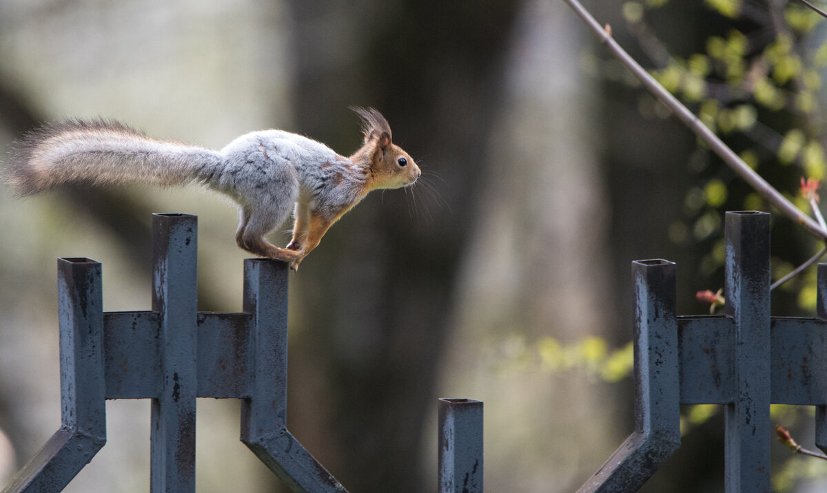ГТО для белки. Приготовились... - Владимир Безбородов