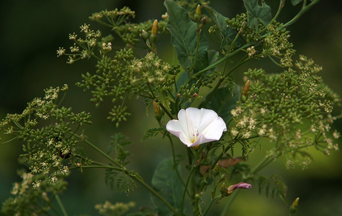 Природа в деталях - Олег Кабанец