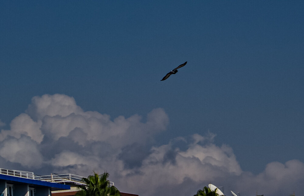 Полет - Светлана SvetNika17