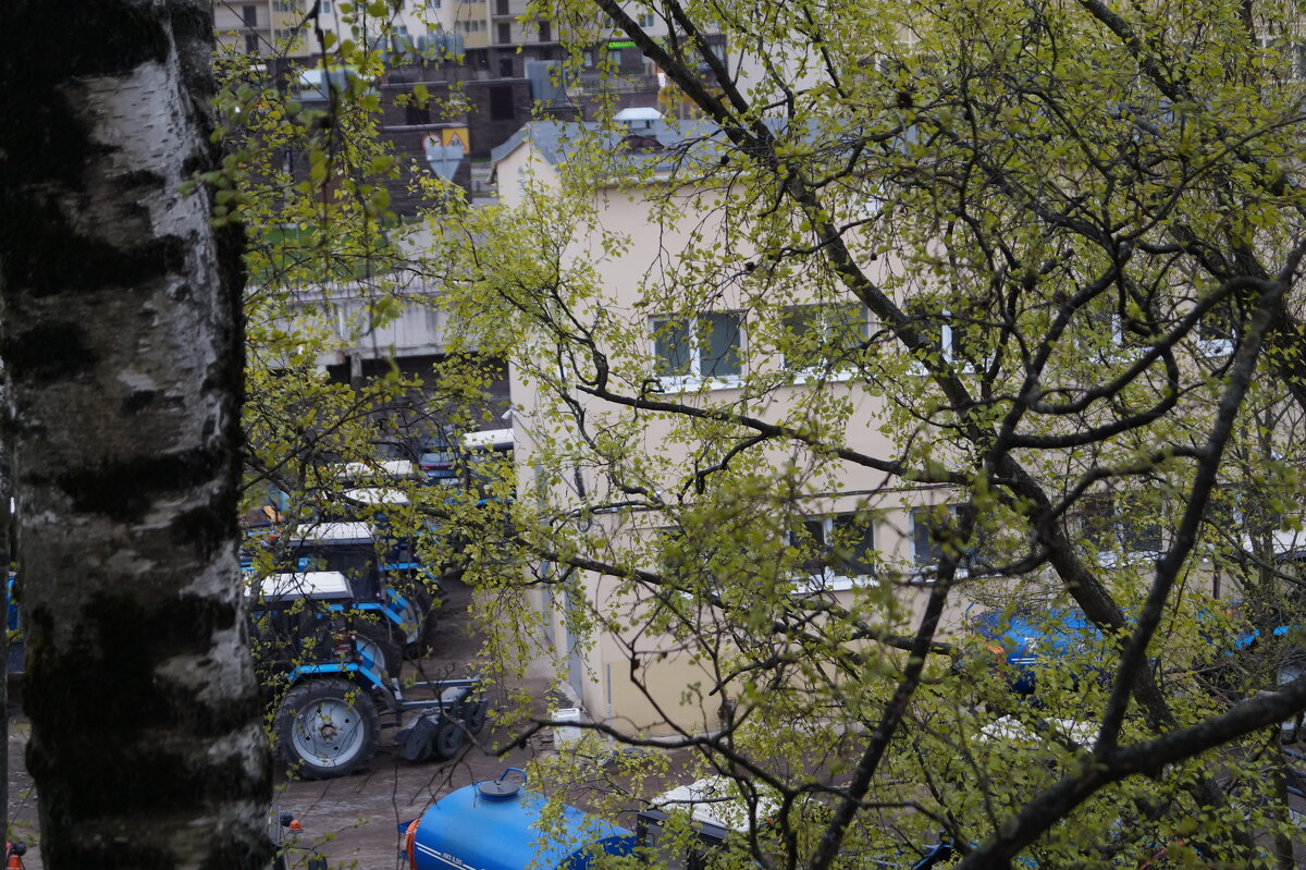 Несмотря на прохладную погоду все распускается - Anna-Sabina Anna-Sabina