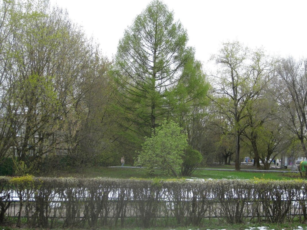 Лиственница - Дмитрий Никитин