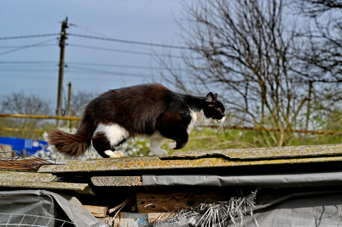 Гуляю где хочу... - Николай Саржанов