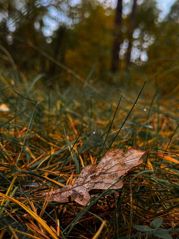 Осенний лист - Анна Пигулевская