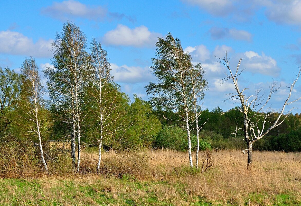 Апрельская зелень на берегу Куршского залива - В.И 