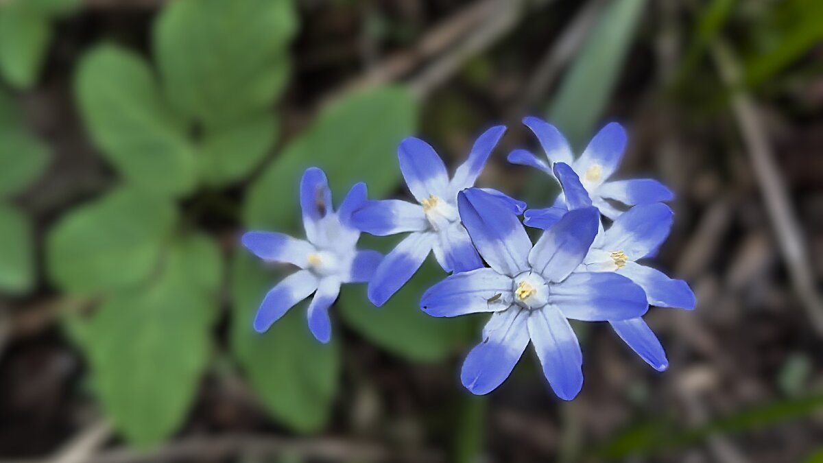 Один из самых первых... - Olga Oskolkova