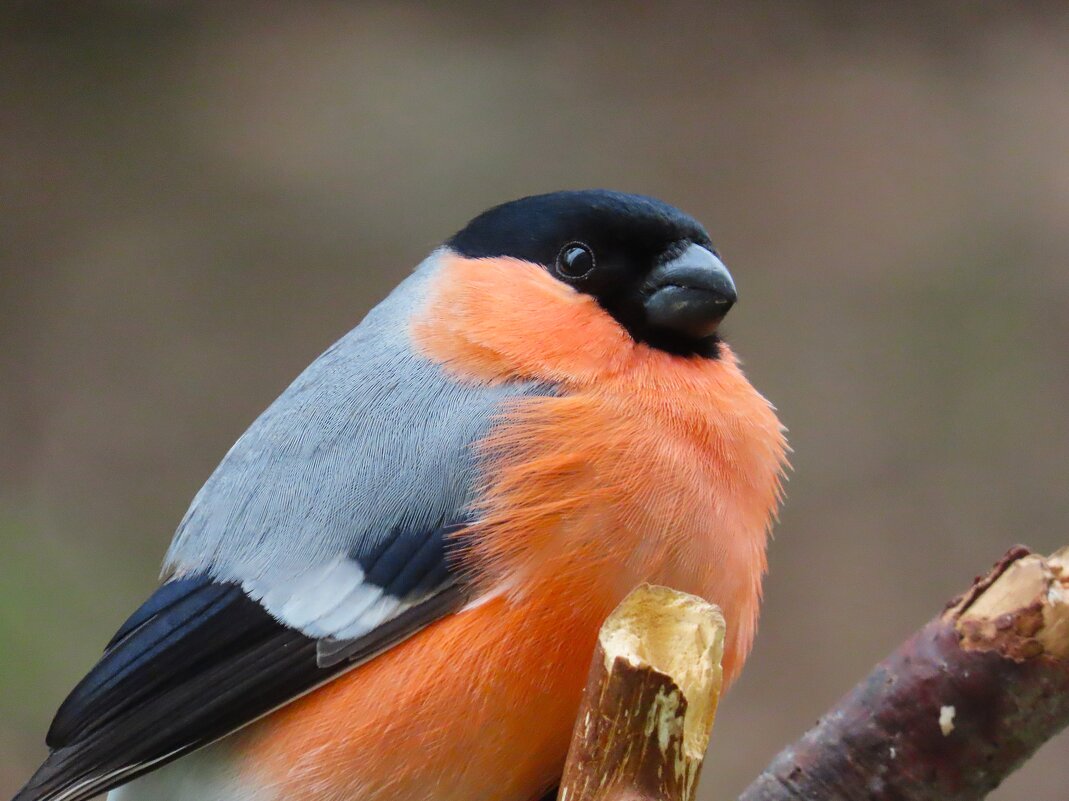 Портрет снегиря - Ольга Митрофанова