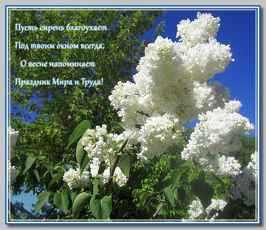 С праздником весны и труда! - Ольга Довженко