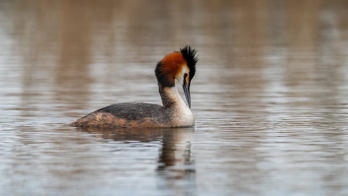 Чомга - Владимир Лазарев