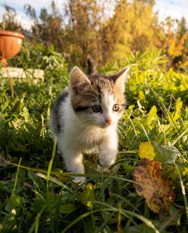 Маленькая котя - Лилия 