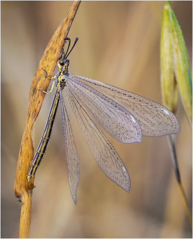 Муравьиный лев (Myrmeleontidae). - Александр Григорьев