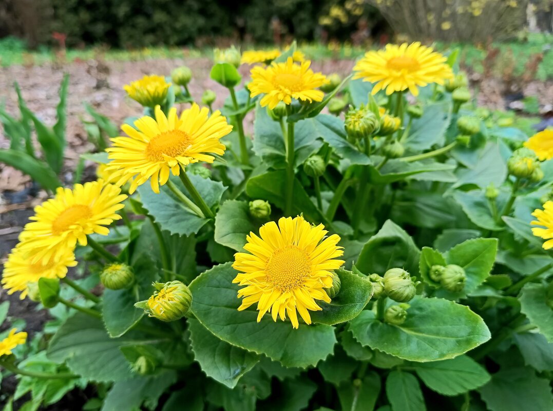 Солнышки весенние - Мария Васильева
