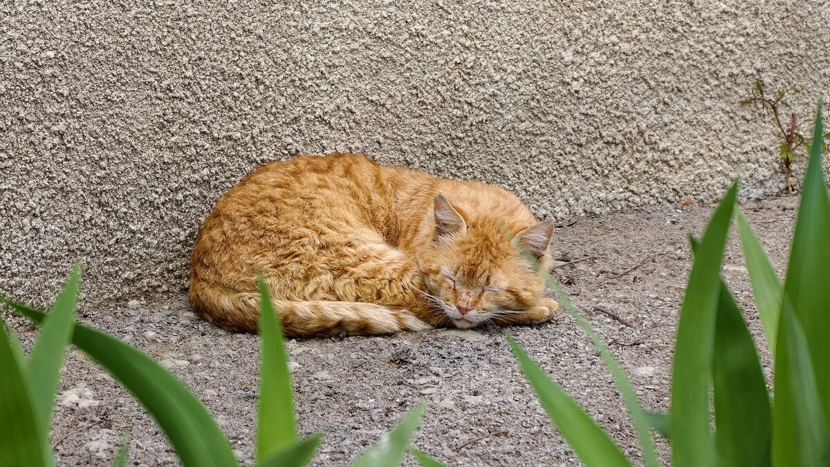 Спящий кот Рыжик - Мариша Тим
