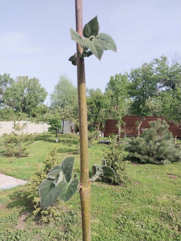 Ak Bulak. - Murat Bukaev 