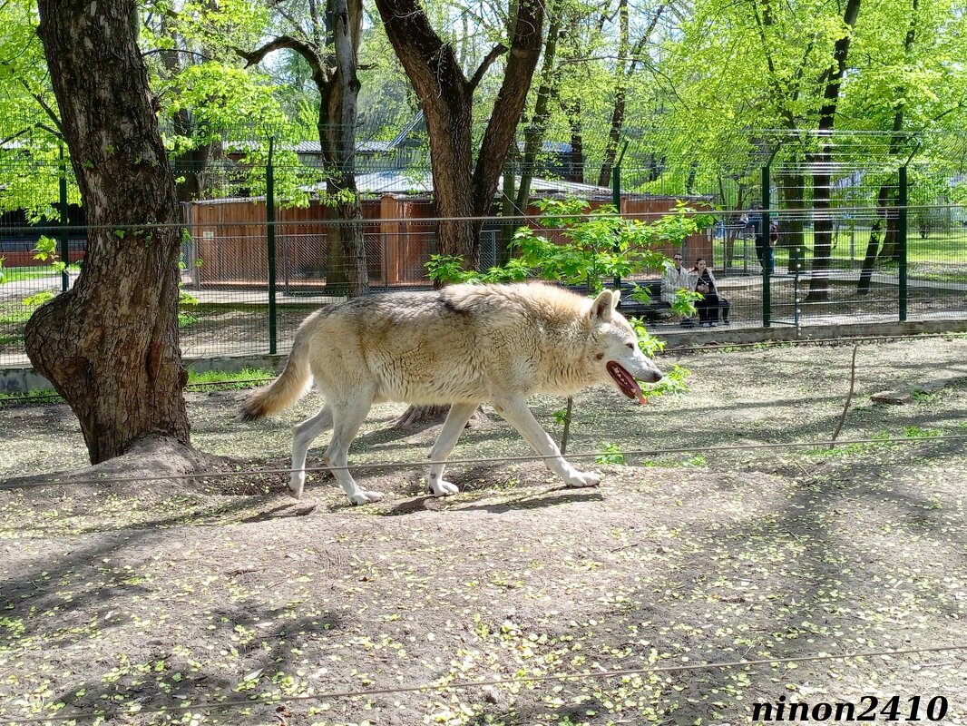 В ростовском зоопарке - Нина Бутко