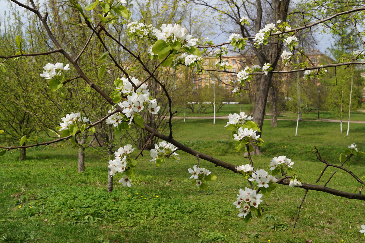 Не все еще распустилось - Anna-Sabina Anna-Sabina