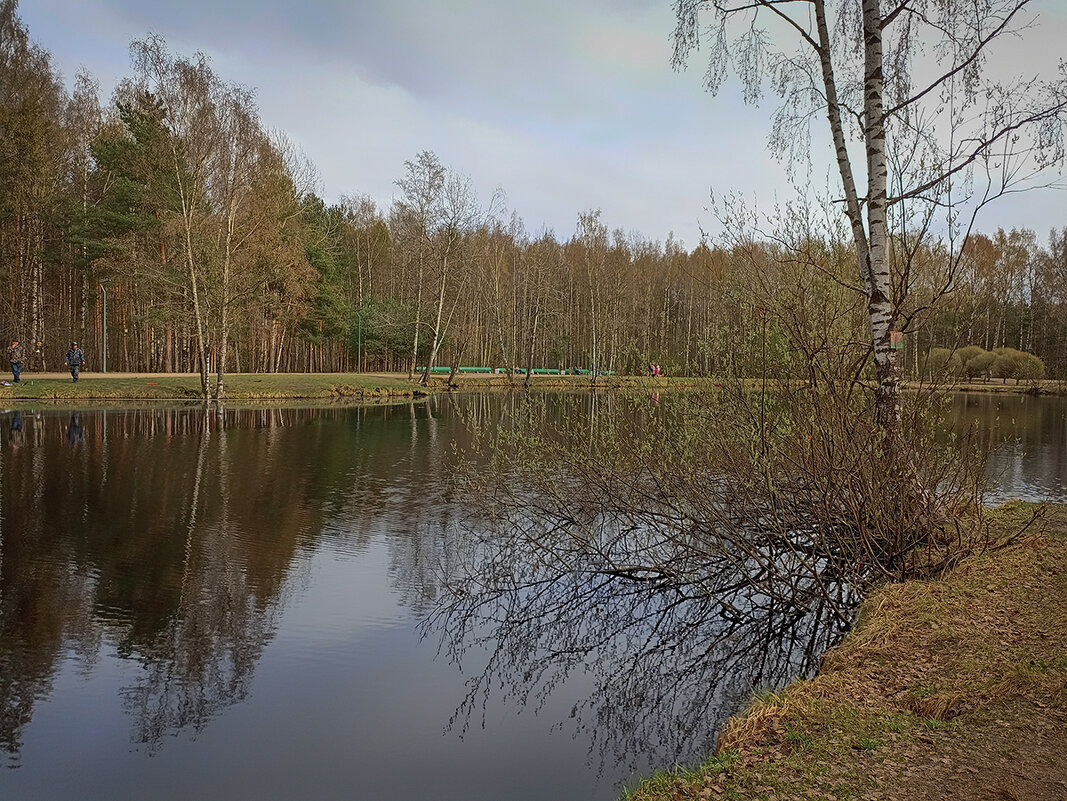 Весна. Парк Сосновка. - Лилия * Весна. Парк Сосновка. - Лилия *