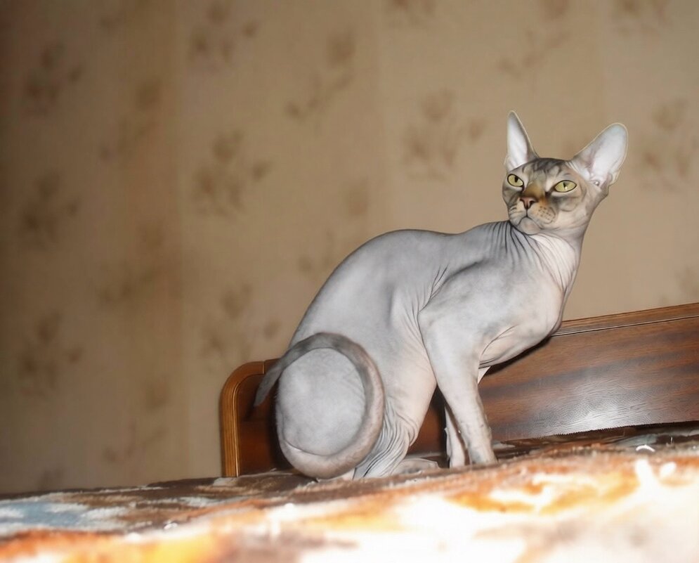 Кот Барик - Анатолий Жарский