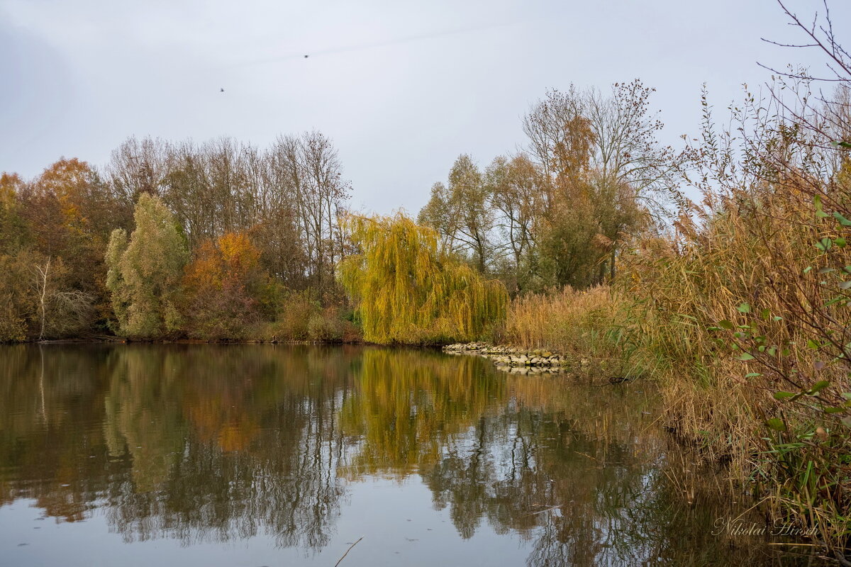 К плакучей иве... - Николай Гирш К плакучей иве... - Николай Гирш