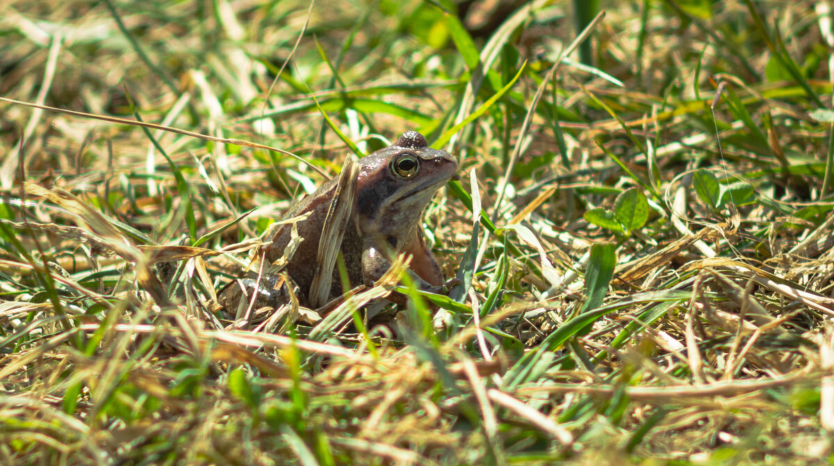 A frog in the grass on a spring day | 3 - Sergey Sonvar A frog in the grass on a spring day | 3 - Sergey Sonvar