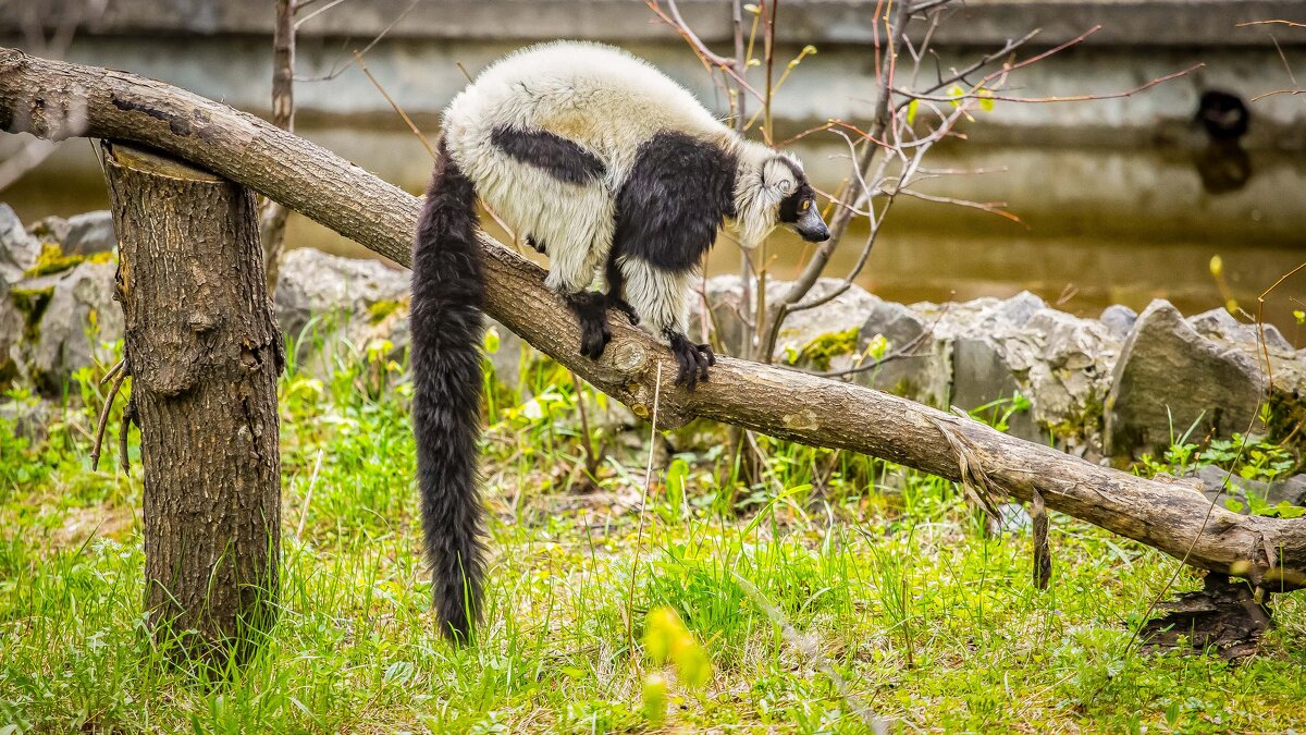 кошачий лемур - Аркадий Лаптенко