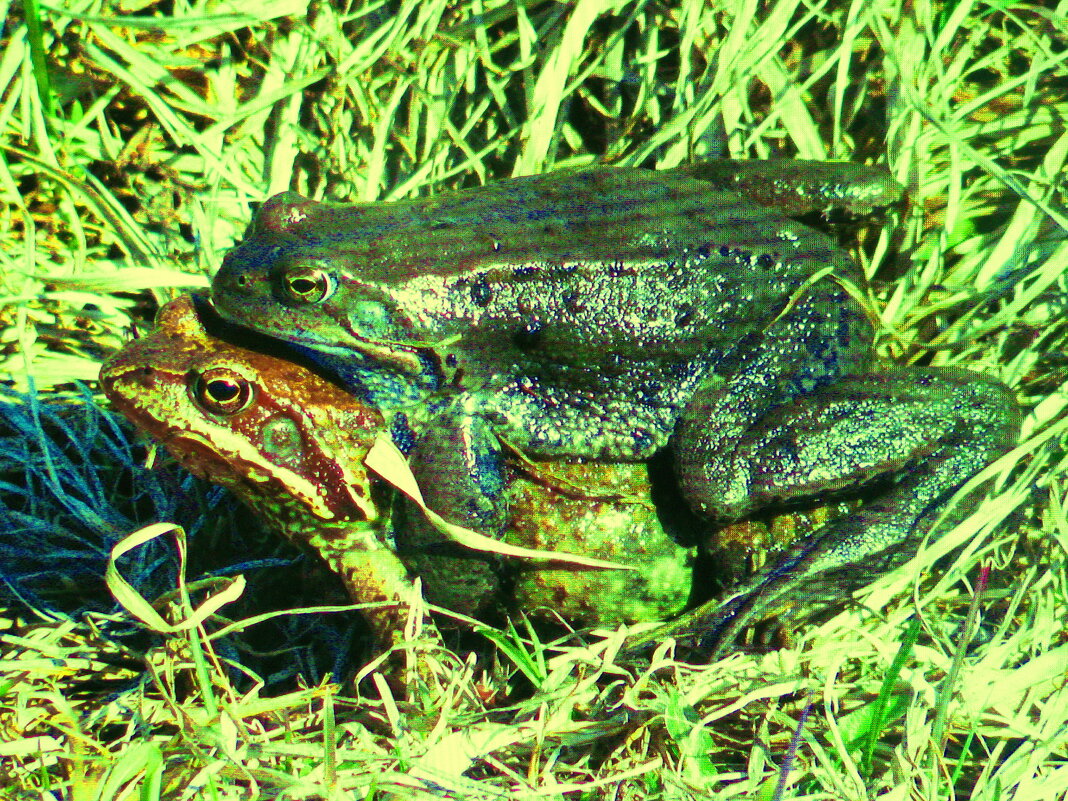 Весенняя встреча - Людмила Смородинская Весенняя встреча - Людмила Смородинская