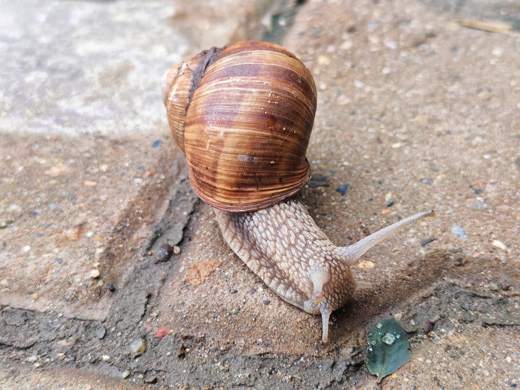 Виноградная улитка (Helix pomatia) - Денис Бочкарёв