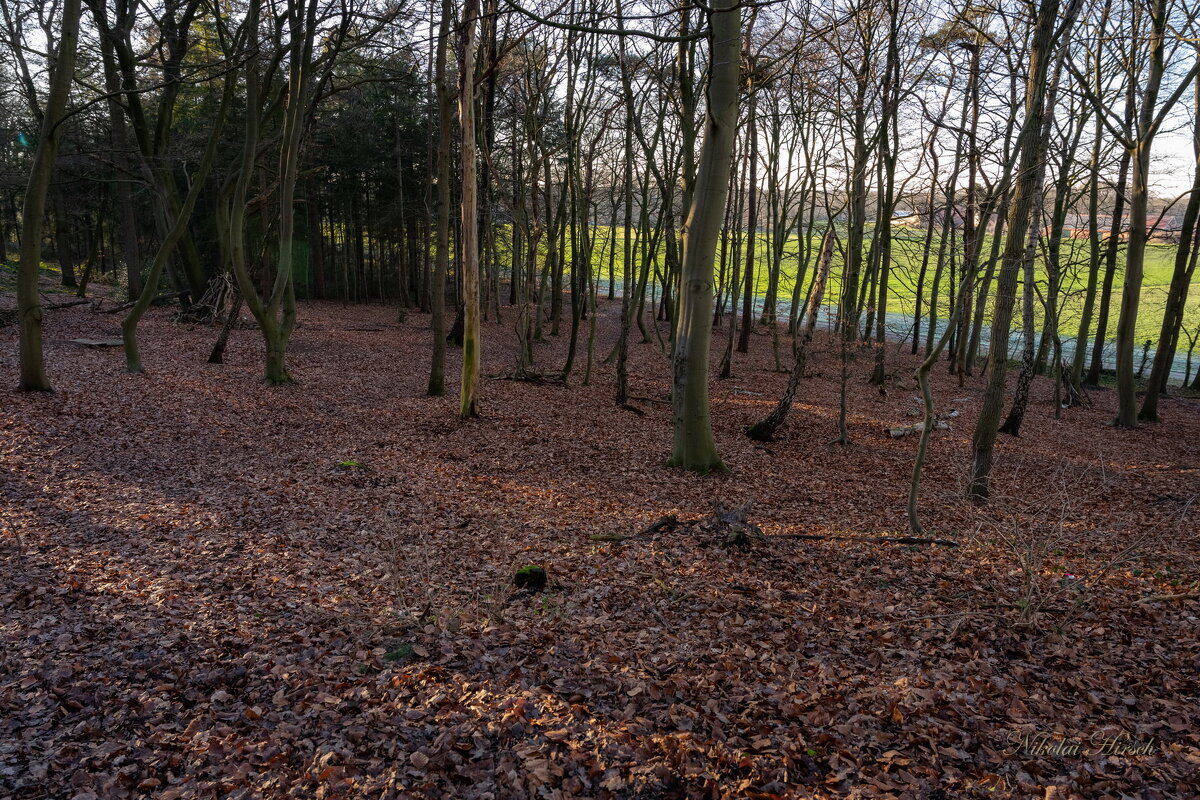 Редколесье... - Николай Гирш