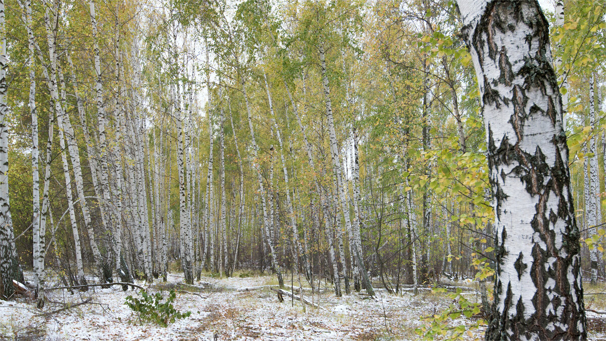 Осень - **** vedin