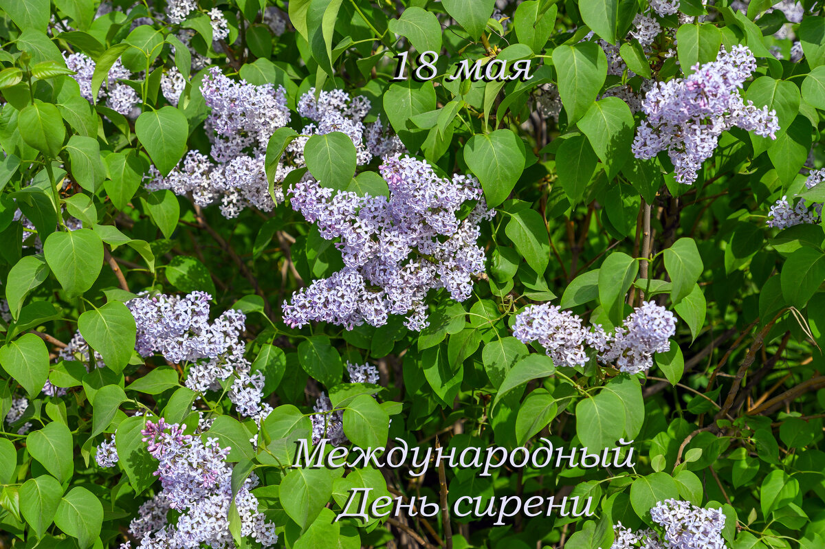 С Международным днём сирени! - Валерий Иванович