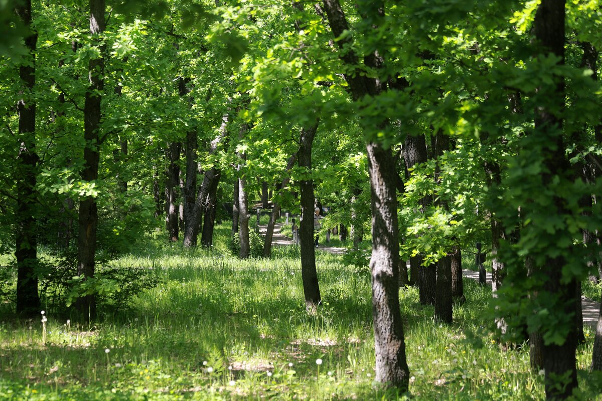 В парке - Андрей Л. В.